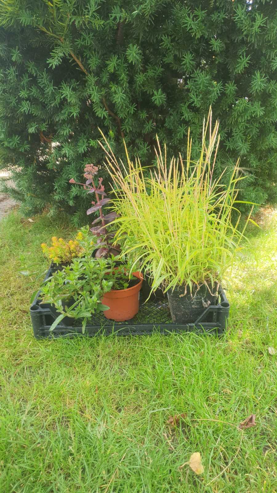 Augalai Klaipėda-Kaunas