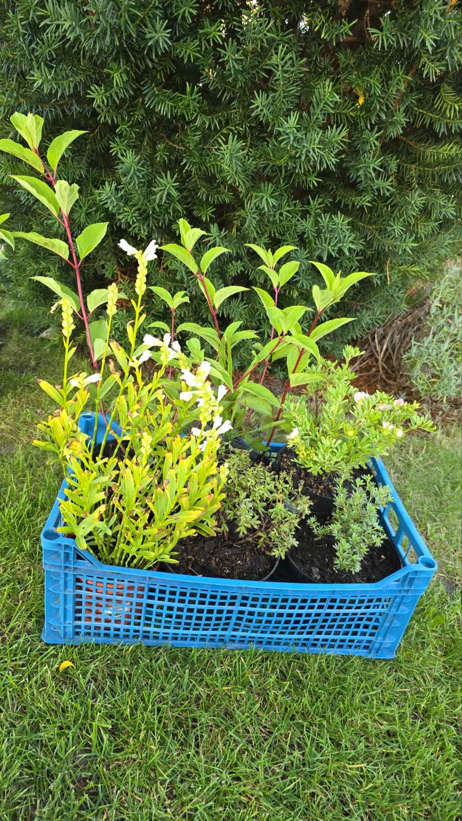 Augalai Klaipėda-Vilniau raj