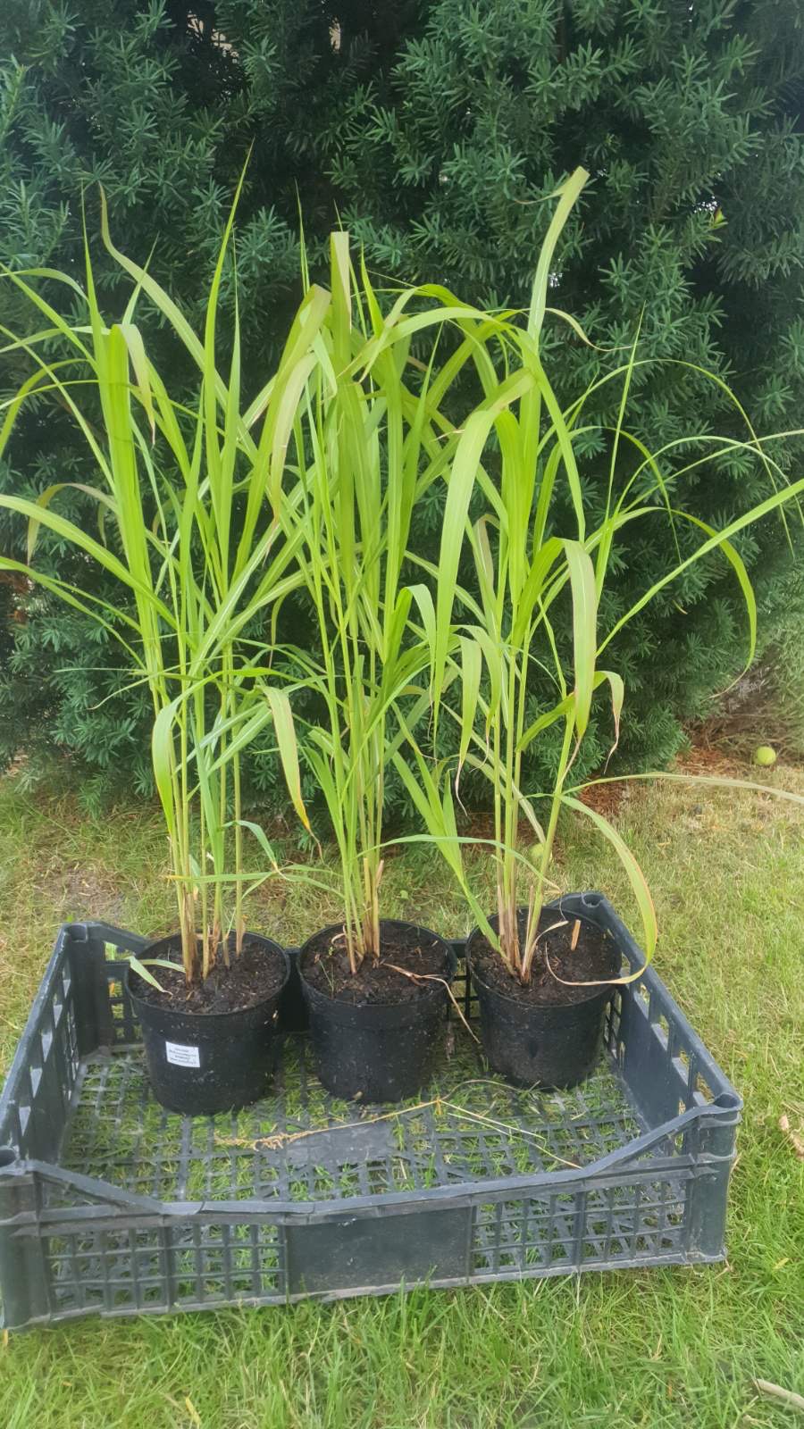 Augalai Klaipėda-Vilnius