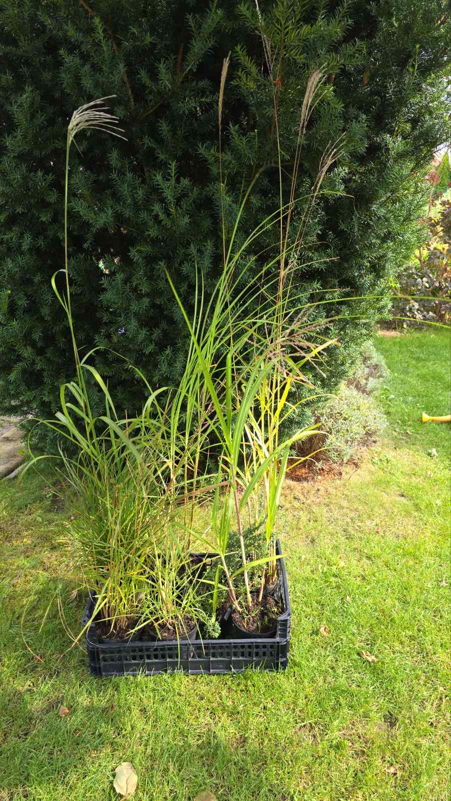 Augalai Klaipėda-Trakai