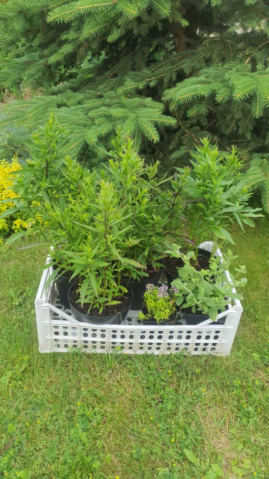 Augalai Klaipėda-Kaišiadorys