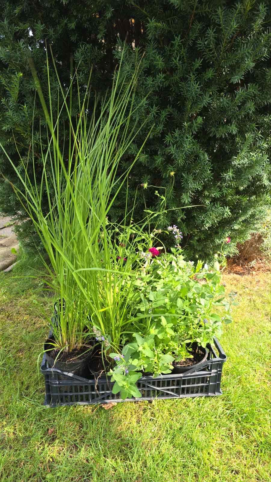 Augalai Klaipėda Vilnius