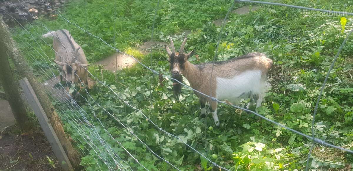 Dvi mini veislės ožkelės