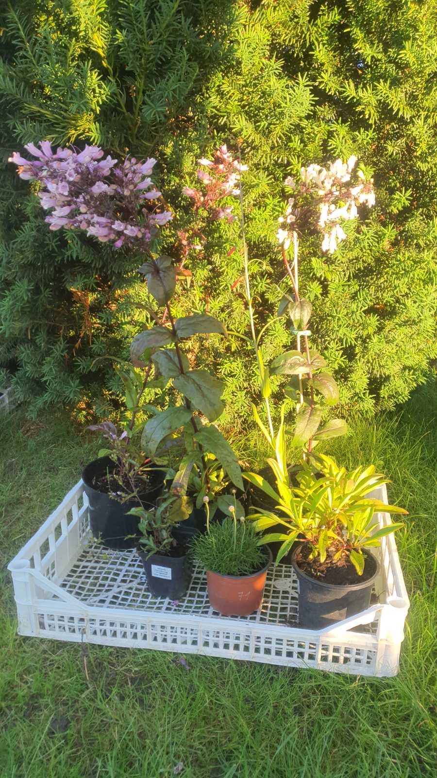 Augalai Klaipėda-Jurbarkas