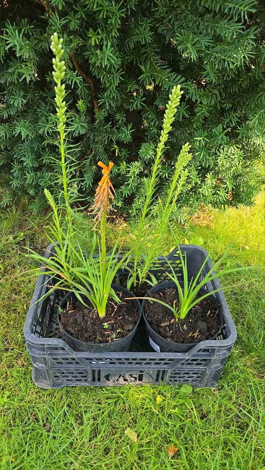 Augalai Klaipėda-Šilalės raj