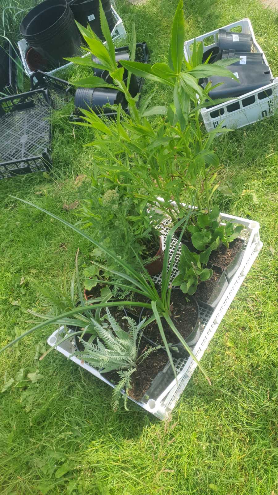 Augalai Klaipėda Molėtu raj