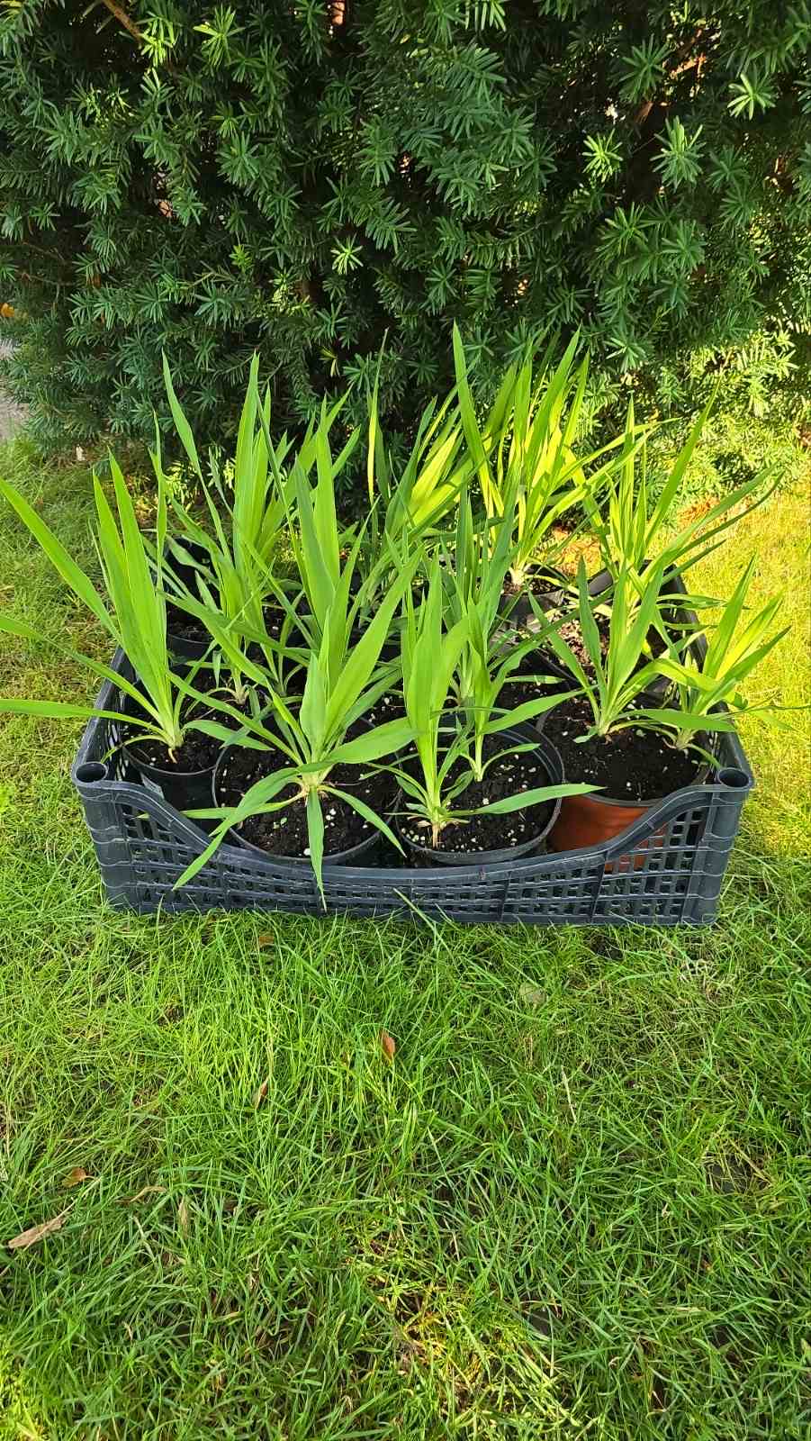 Augalai Klaipėda-Šalčininkų raj