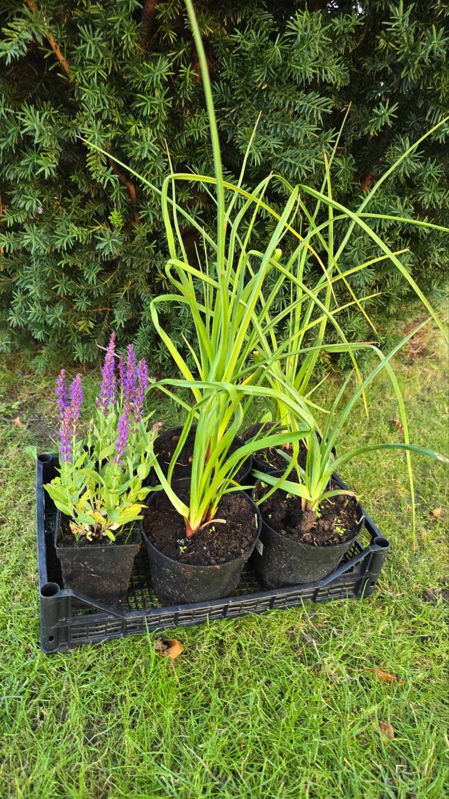 Augalai Klaipėda-Jurbarko raj