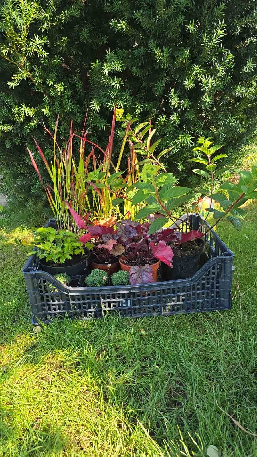 Augalai Klaipėda-Raseiniai