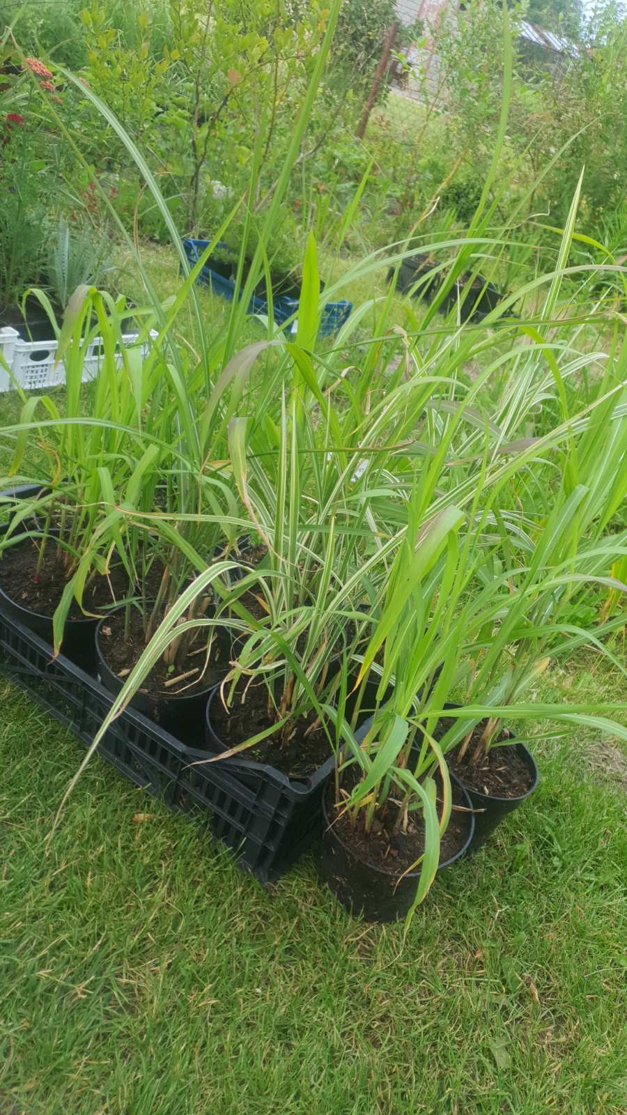 Augalai Klaipėda-Vilnius