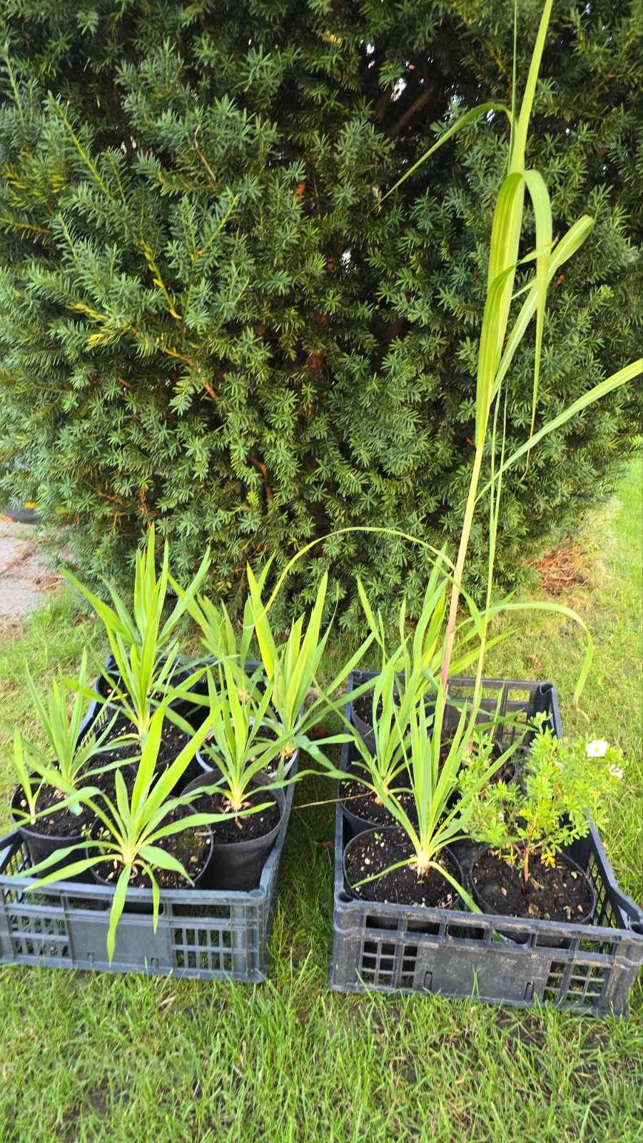 Augalai Klaipėda-Šalčininkų raj