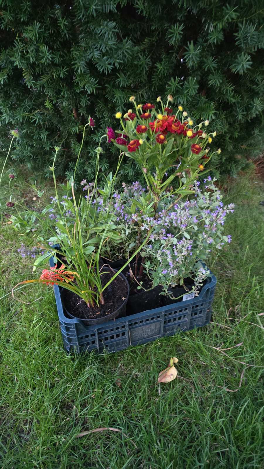 Augalai Klaipėda-Vilnius