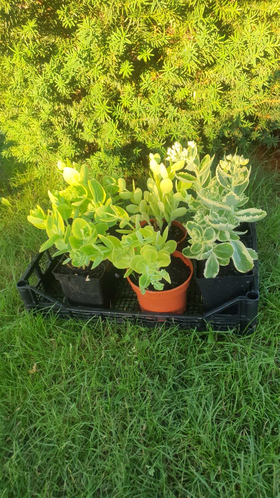 Augalai Klaipėda-Pasvalio raj