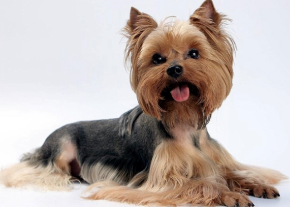 Jorkšyras šuo Klaipėda-Alytus