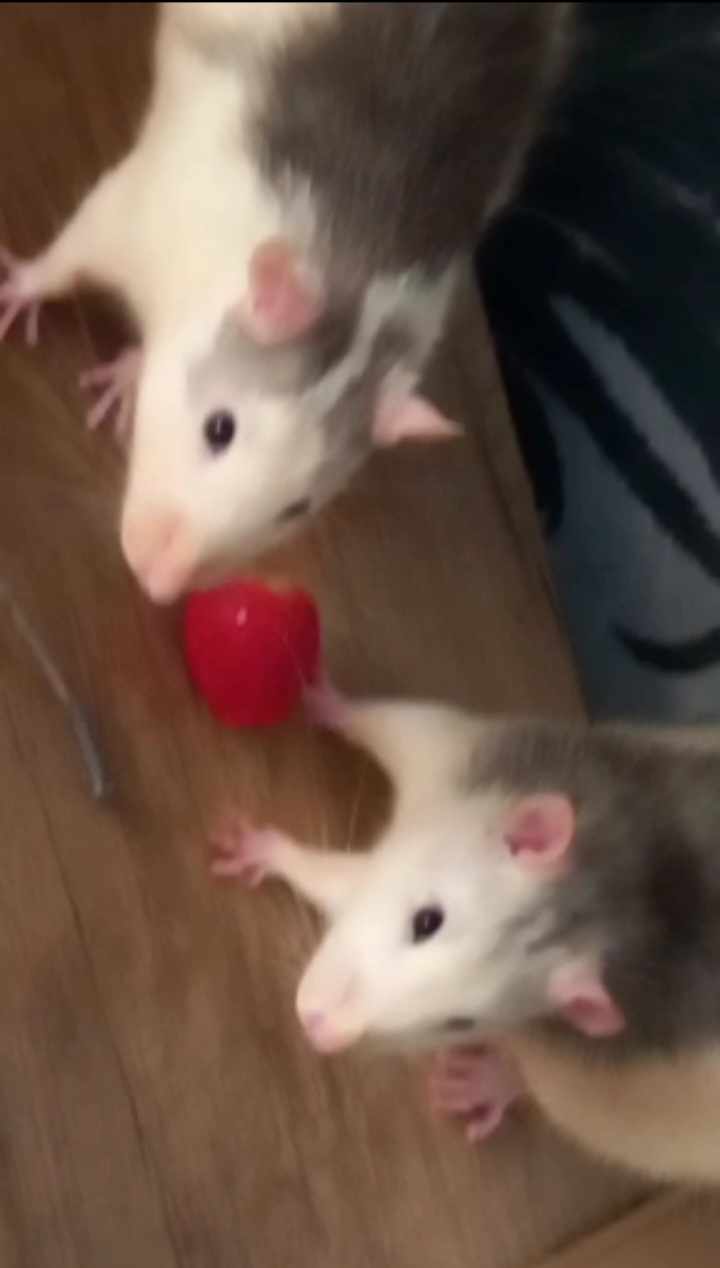 Naminių pelių pervežimas