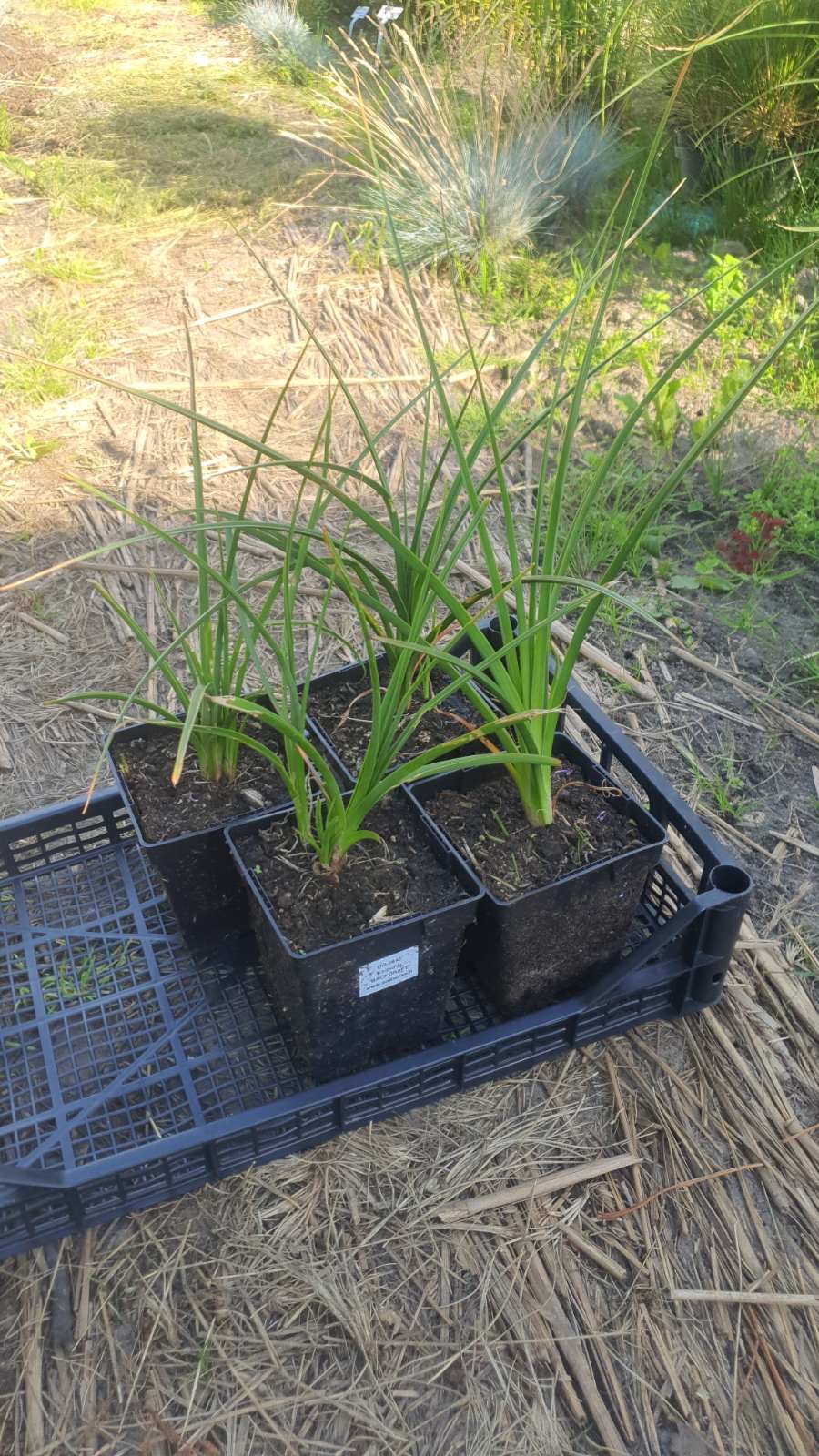 Augalai Klaipėda-Kaunas