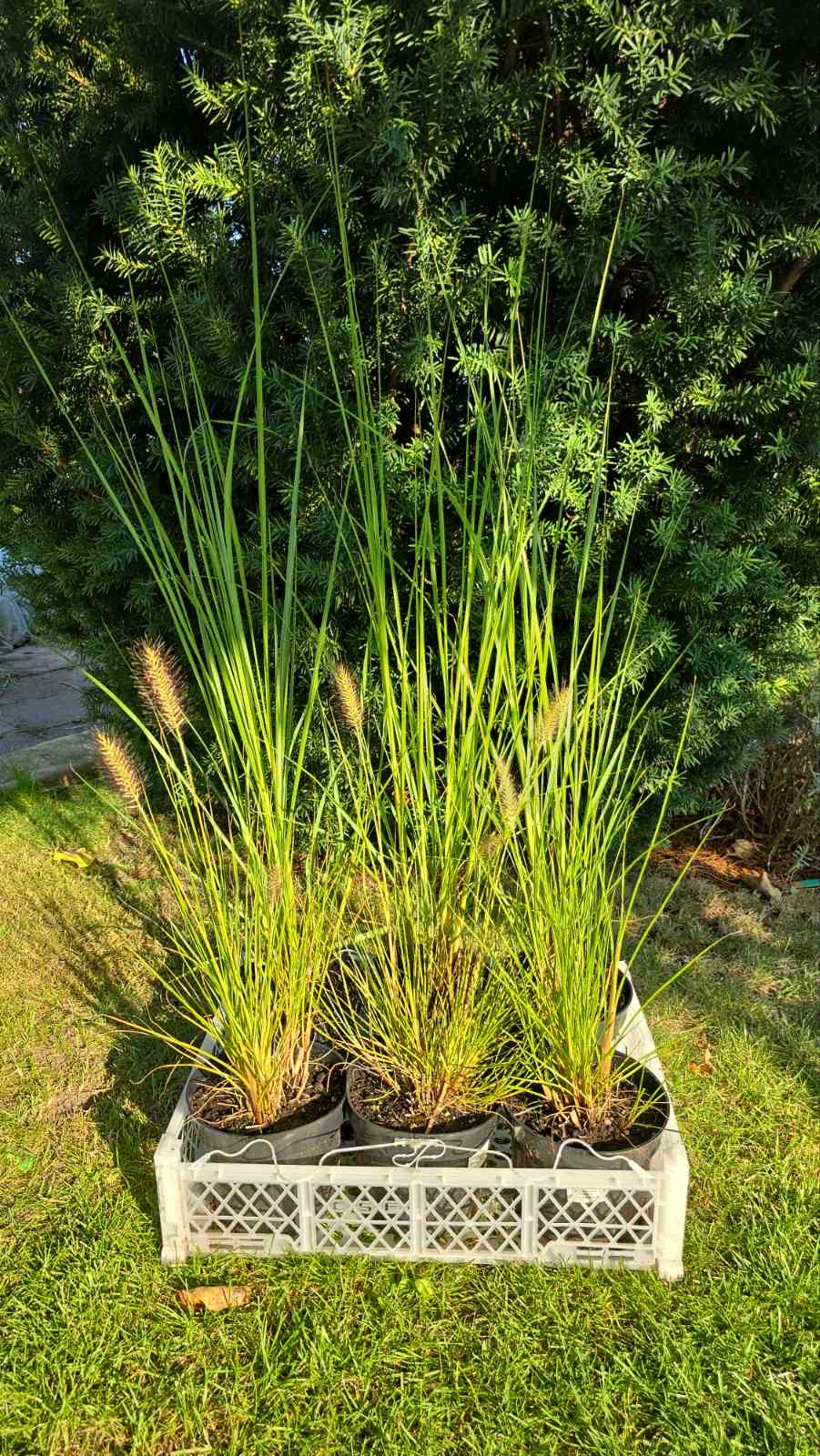 Augalai Klaipėda-Elektrėnai