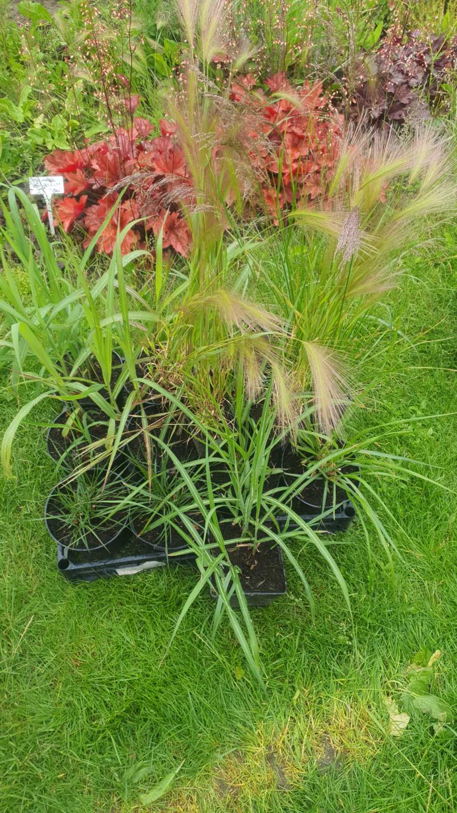 Augalai Klaipėda-Alytus