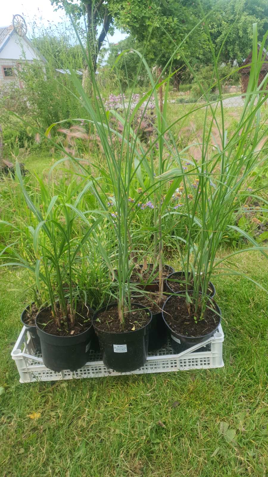 Augalai Klaipėda-Nemenčine