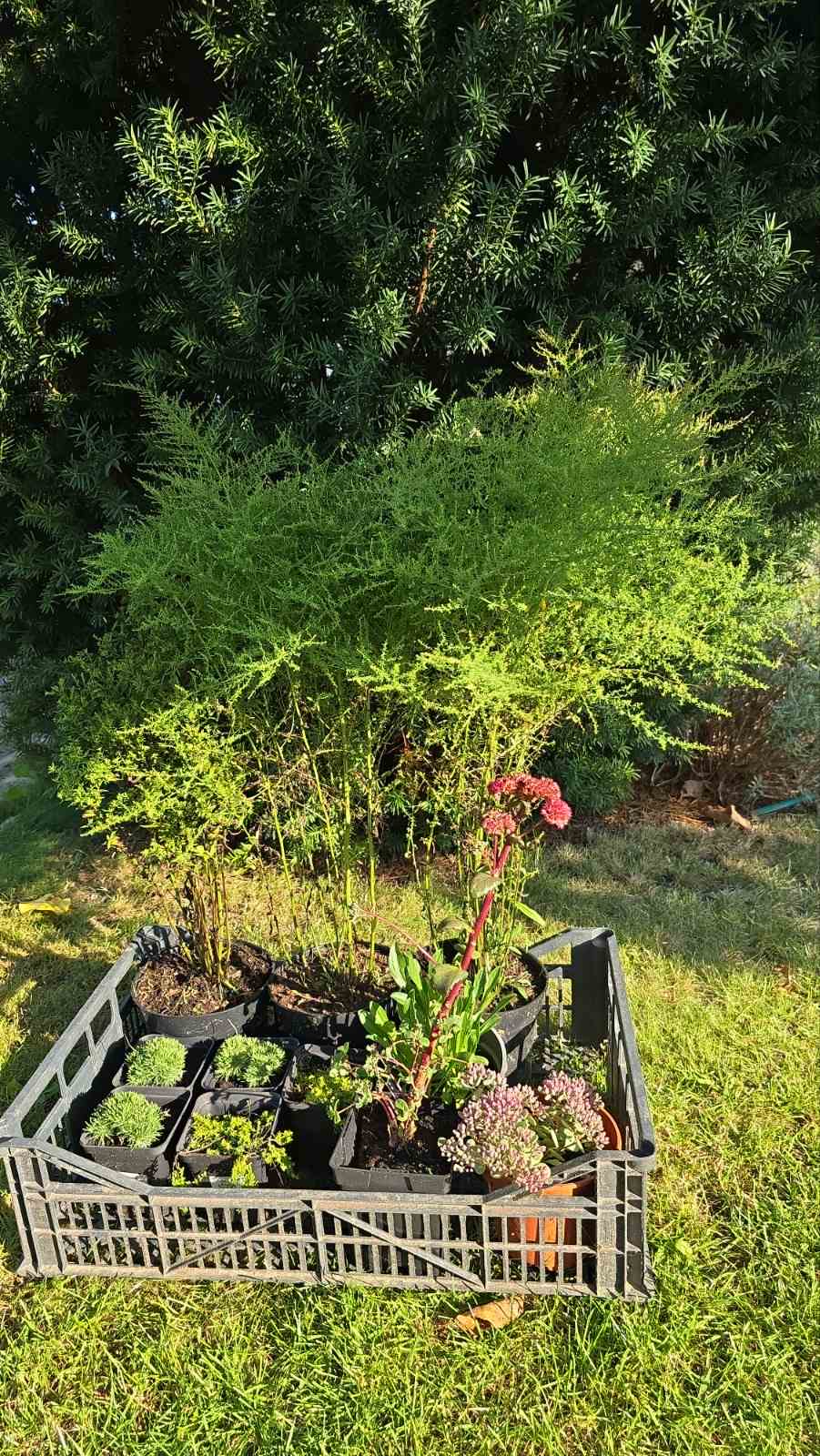 Augalai Klaipėda-Vilniaus raj