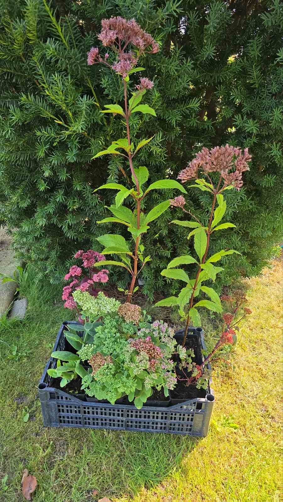 Augalai Klaipėda-Radciliškio raj