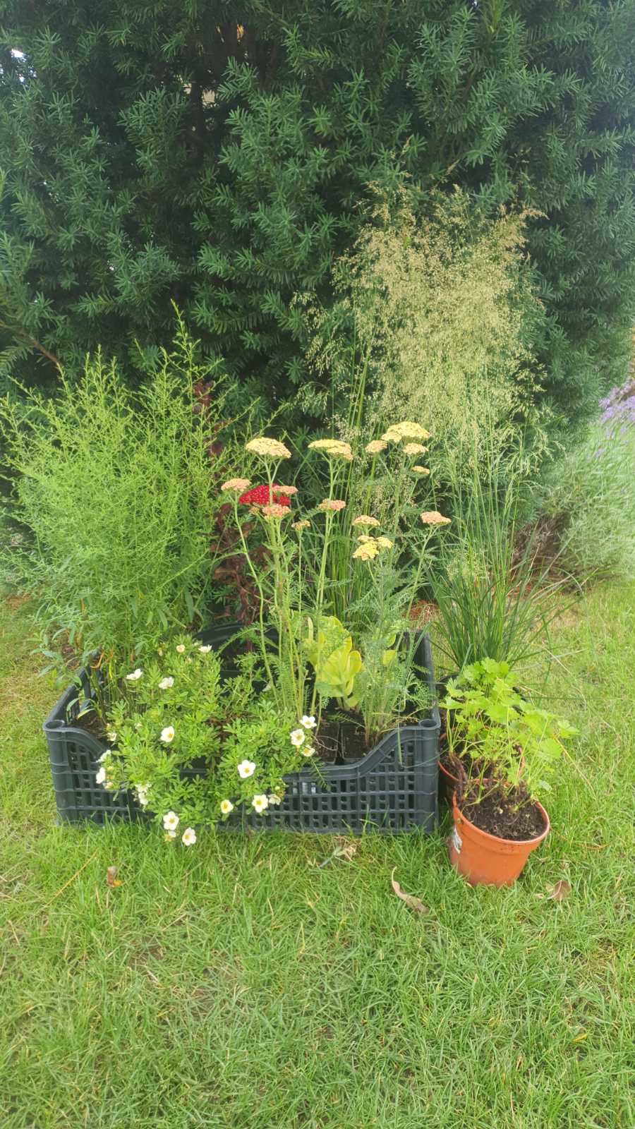 Augalai Klaipėda-Kernavė